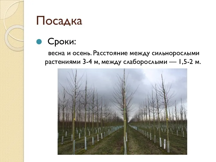 Посадка Сроки: весна и осень. Расстояние между сильнорослыми растениями 3-4 м, между слаборослыми — 1,5-2 м.