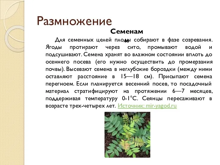 Размножение Семенами Для семенных целей плоды собирают в фазе созревания.