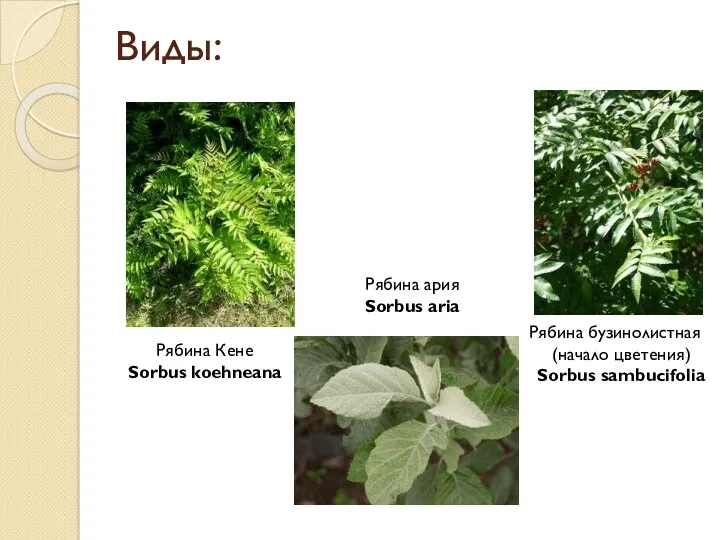 Виды: Рябина ария Sorbus aria Рябина бузинолистная (начало цветения) Sorbus sambucifolia Рябина Кене Sorbus koehneana