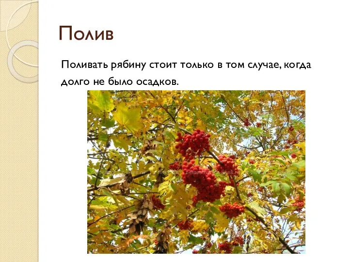 Полив Поливать рябину стоит только в том случае, когда долго не было осадков.