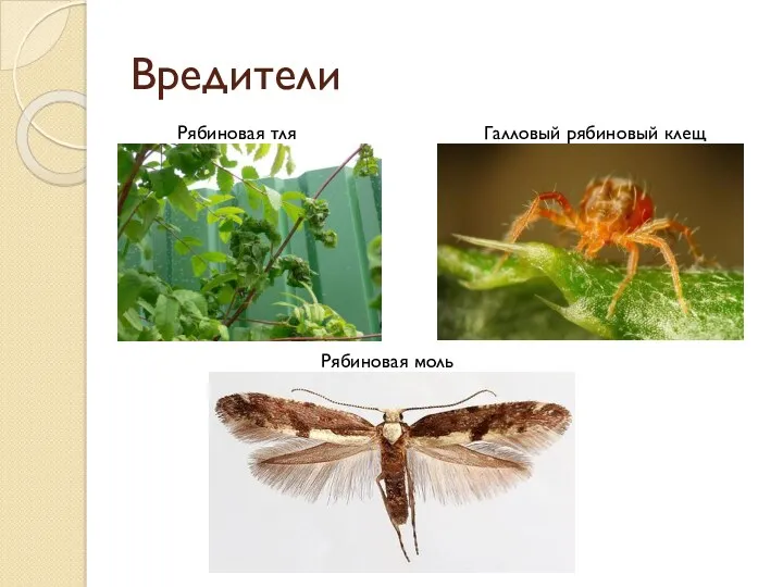 Вредители Рябиновая тля Галловый рябиновый клещ Рябиновая моль