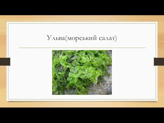 Ульва(морський салат)