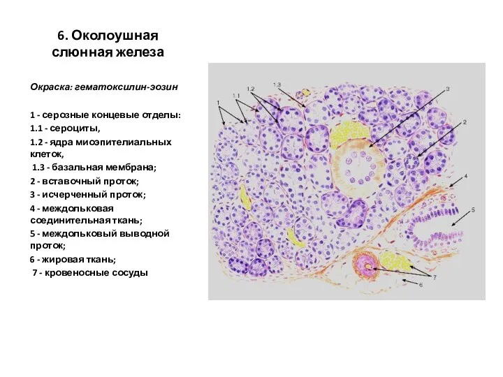 6. Околоушная слюнная железа Окраска: гематоксилин-эозин 1 - серозные концевые