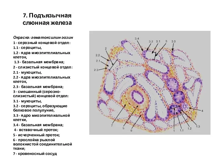 7. Подъязычная слюнная железа Окраска: гематоксилин-эозин 1 - серозный концевой