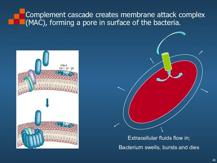 Complement cascade creates membrane attack complex (MAC), forming a pore