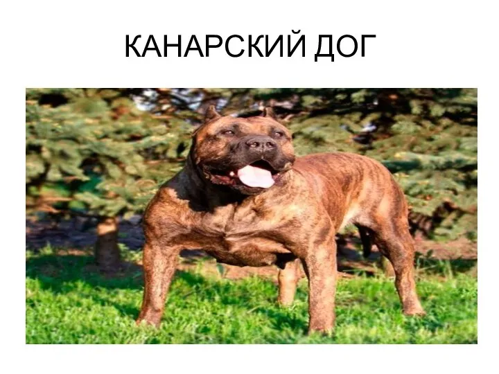 КАНАРСКИЙ ДОГ