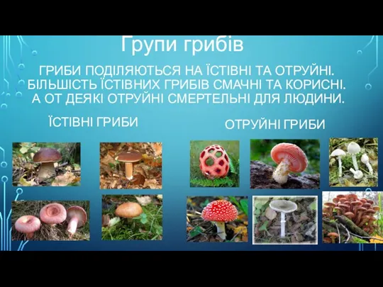 ГРИБИ ПОДІЛЯЮТЬСЯ НА ЇСТІВНІ ТА ОТРУЙНІ. БІЛЬШІСТЬ ЇСТІВНИХ ГРИБІВ СМАЧНІ