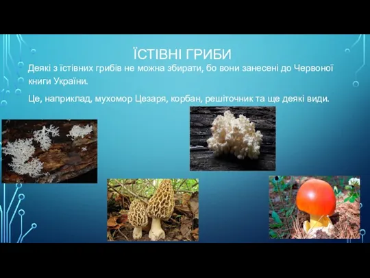 ЇСТІВНІ ГРИБИ Деякі з їстівних грибів не можна збирати, бо