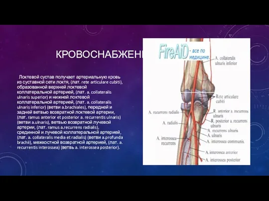 КРОВОСНАБЖЕНИЕ Локтевой сустав получает артериальную кровь из суставной сети локтя, (лат. rete articulare