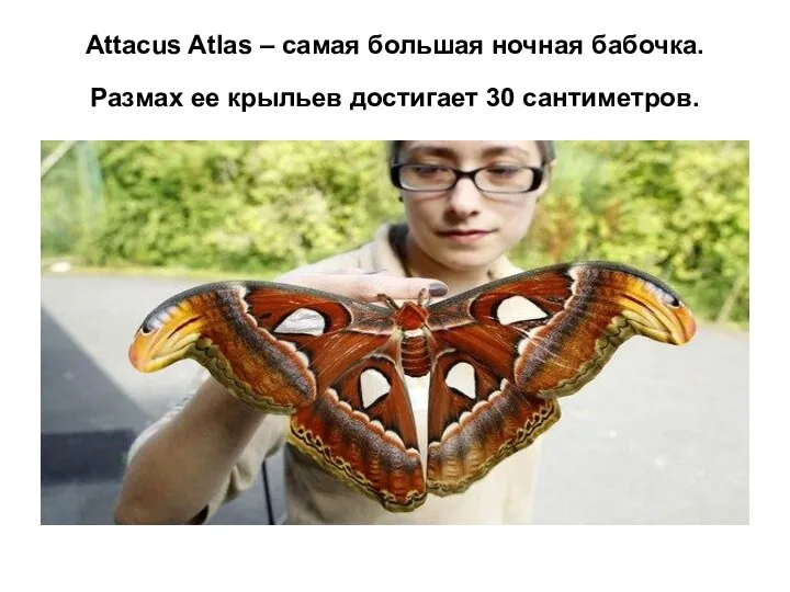 Attacus Atlas – самая большая ночная бабочка. Размах ее крыльев достигает 30 сантиметров.