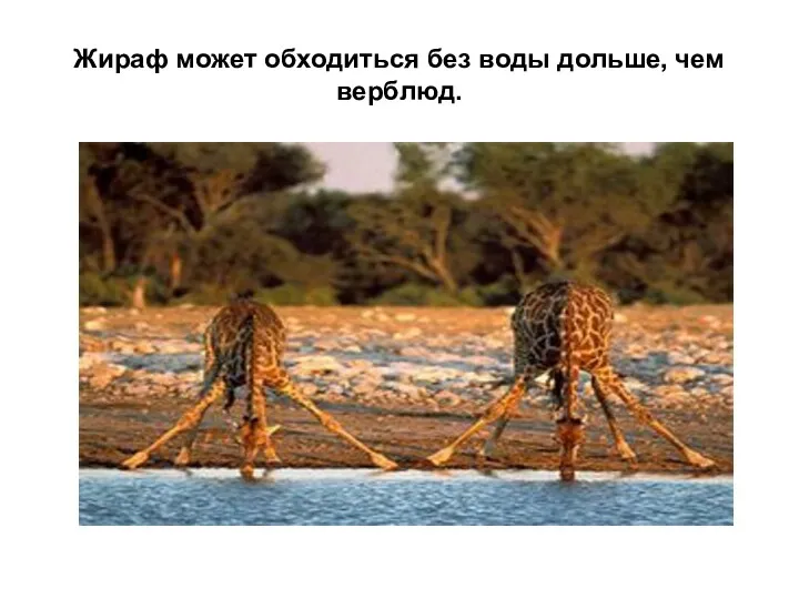 Жираф может обходиться без воды дольше, чем верблюд.