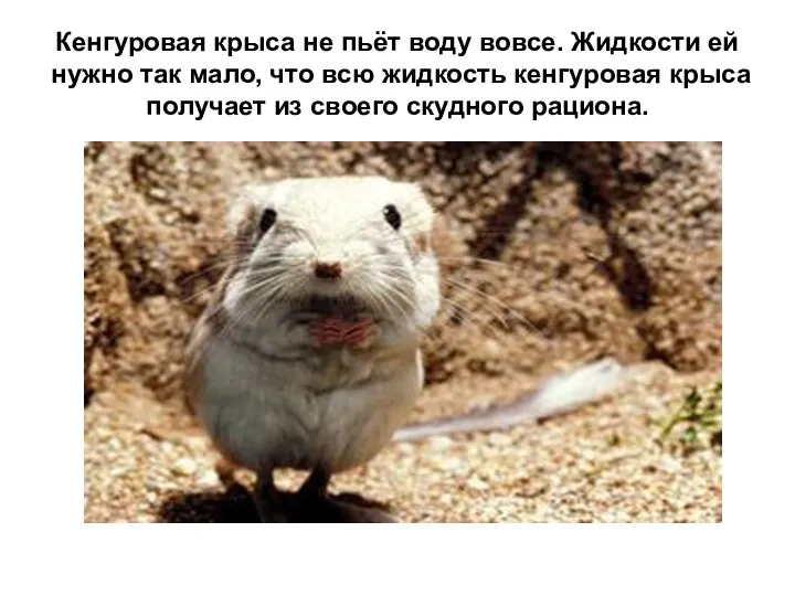 Кенгуровая крыса не пьёт воду вовсе. Жидкости ей нужно так