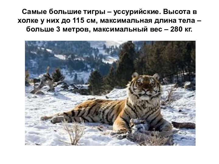 Самые большие тигры – уссурийские. Высота в холке у них
