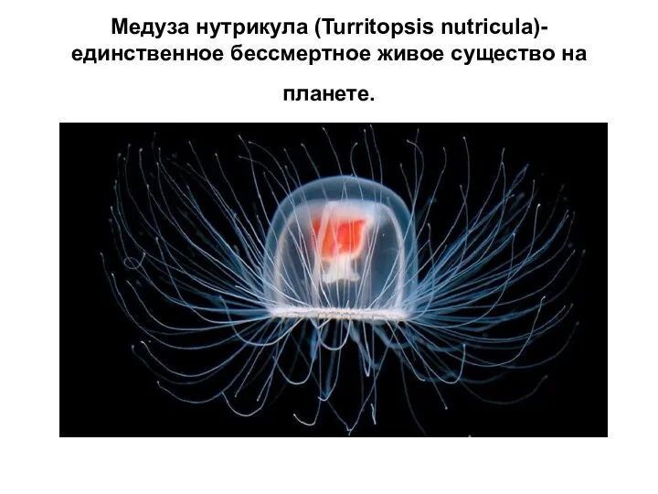 Медуза нутрикула (Turritopsis nutricula)- единственное бессмертное живое существо на планете.