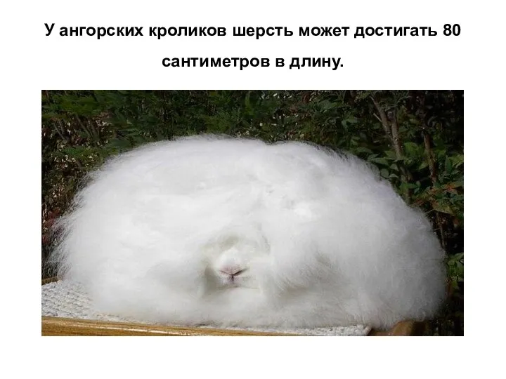 У ангорских кроликов шерсть может достигать 80 сантиметров в длину.