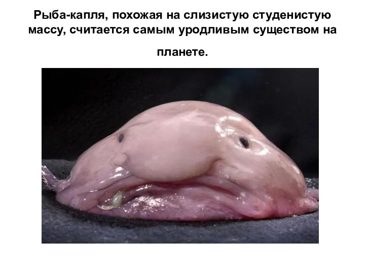 Рыба-капля, похожая на слизистую студенистую массу, считается самым уродливым существом на планете.