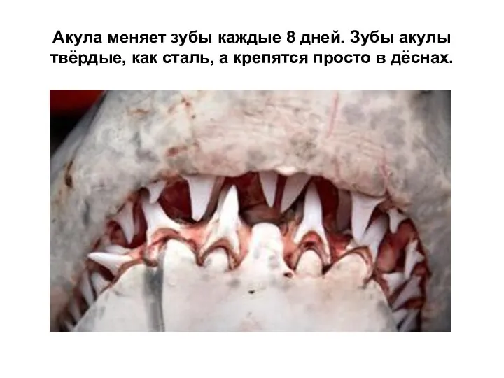 Акула меняет зубы каждые 8 дней. Зубы акулы твёрдые, как сталь, а крепятся просто в дёснах.