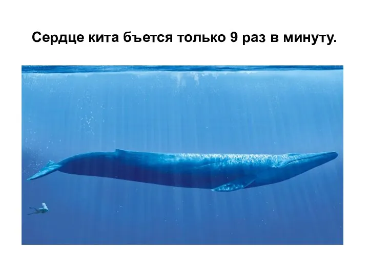 Сердце кита бъется только 9 раз в минуту.