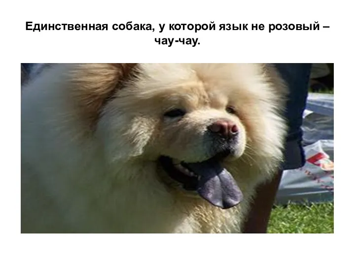 Единственная собака, у которой язык не розовый – чау-чау.