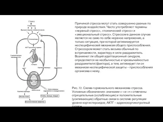 Причиной стресса могут стать совершенно разные по природе воздействия. Часто