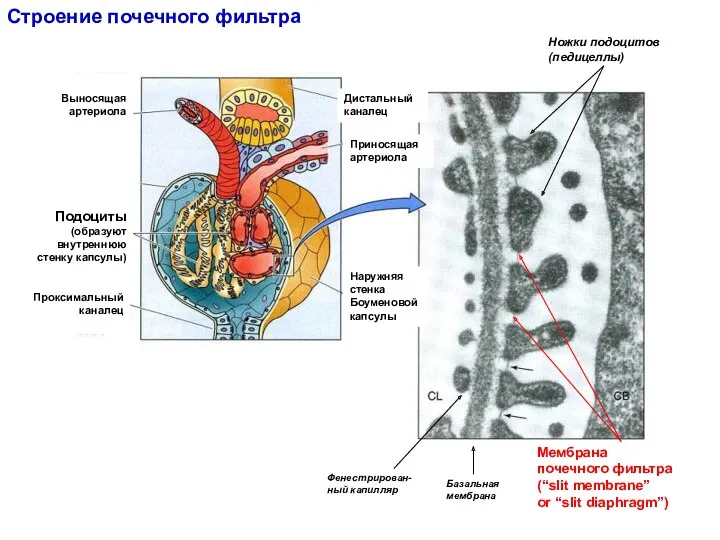 Строение почечного фильтра