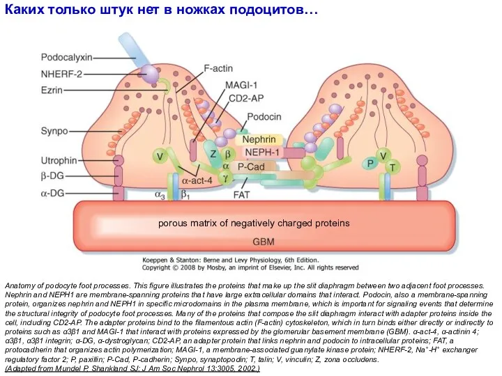 Anatomy of podocyte foot processes. This figure illustrates the proteins