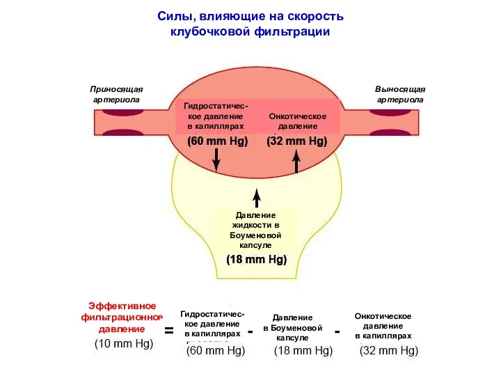 Гидростатичес-кое давление в капиллярах Онкотическое давление Давление жидкости в Боуменовой
