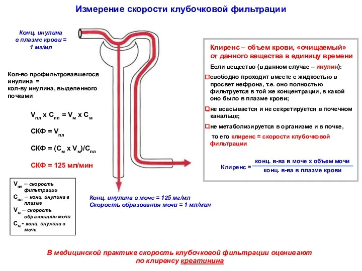 Измерение скорости клубочковой фильтрации Конц. инулина в плазме крови =