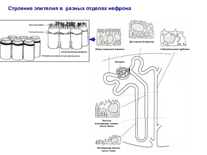 Строение эпителия в разных отделах нефрона Капсула Собирательная трубочка Проксимальный