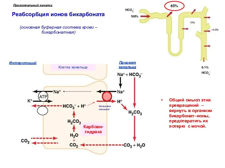 Реабсорбция ионов бикарбоната (основная буферная система крови – бикарбонатная) Проксимальный