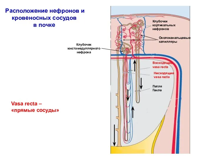 Расположение нефронов и кровеносных сосудов в почке Vasa recta – «прямые сосуды»