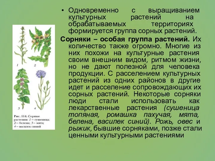 Одновременно с выращиванием культурных растений на обрабатываемых территориях формируется группа