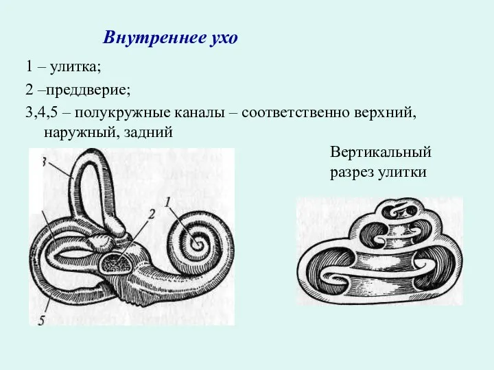 Внутреннее ухо 1 – улитка; 2 –преддверие; 3,4,5 – полукружные