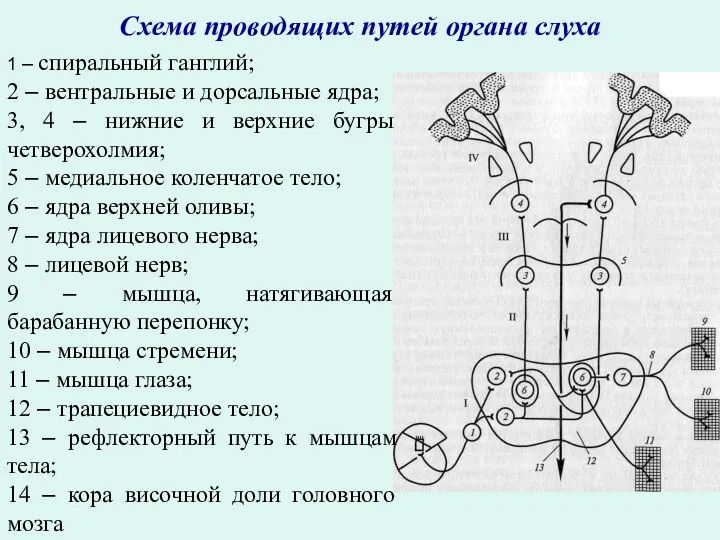 Схема проводящих путей органа слуха 1 – спиральный ганглий; 2