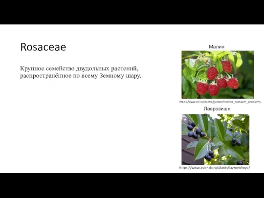 Rosaceae Крупное семейство двудольных растений, распространённое по всему Земному шару. http://www.aif.ru/dacha/garden/malina_reshaem_problemy Малина Лавровишня https://www.asienda.ru/plants/lavrovishnya/