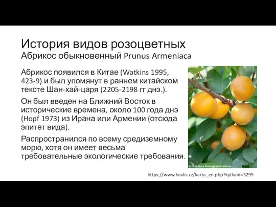 История видов розоцветных Абрикос обыкновенный Prunus Armeniaca Абрикос появился в