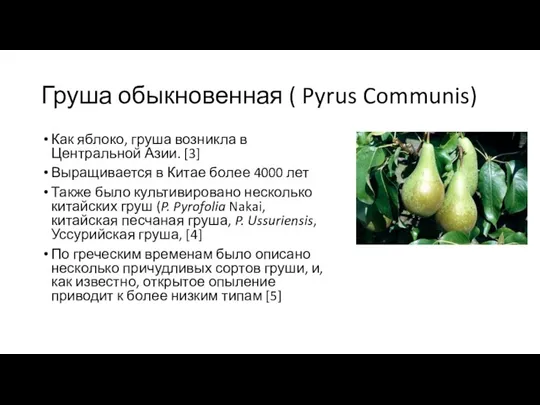 Груша обыкновенная ( Pyrus Communis) Как яблоко, груша возникла в