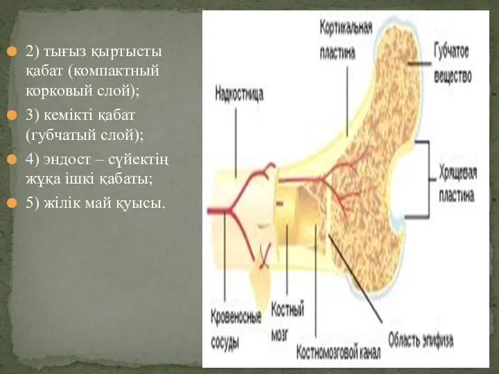 2) тығыз қыртысты қабат (компактный корковый слой); 3) кемікті қабат (губчатый слой); 4)