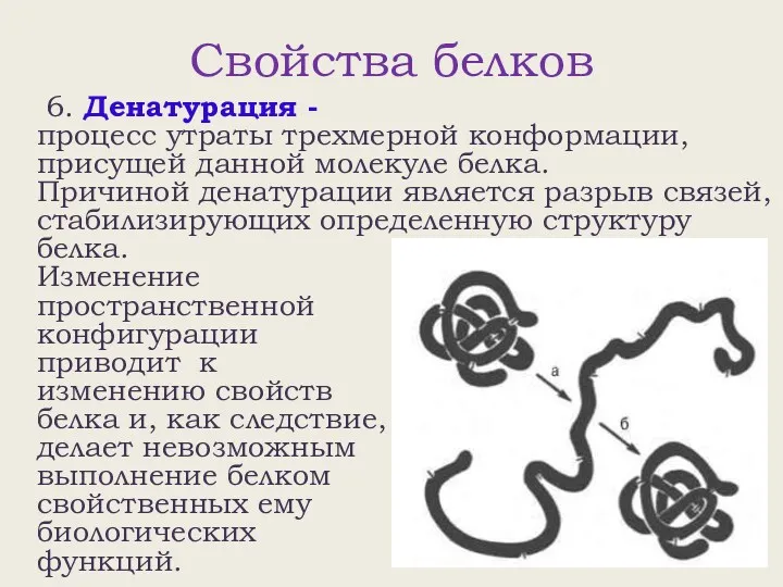 Свойства белков 6. Денатурация - процесс утраты трехмерной конформации, присущей