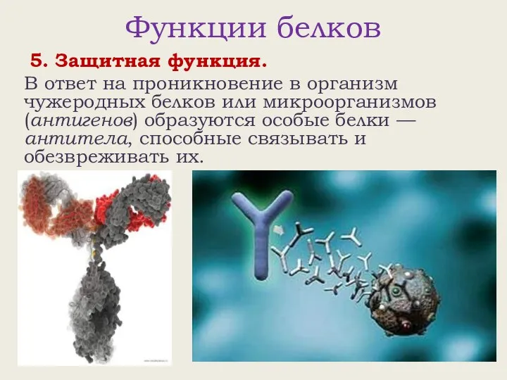 Функции белков 5. Защитная функция. В ответ на проникновение в