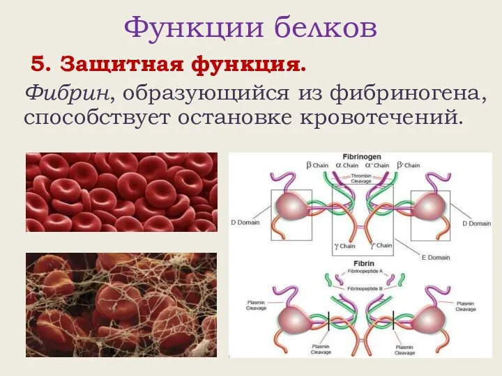 Функции белков 5. Защитная функция. Фибрин, образующийся из фибриногена, способствует остановке кровотечений.