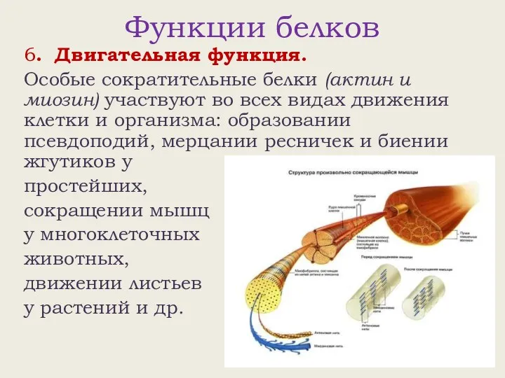 Функции белков 6. Двигательная функция. Особые сократительные белки (актин и