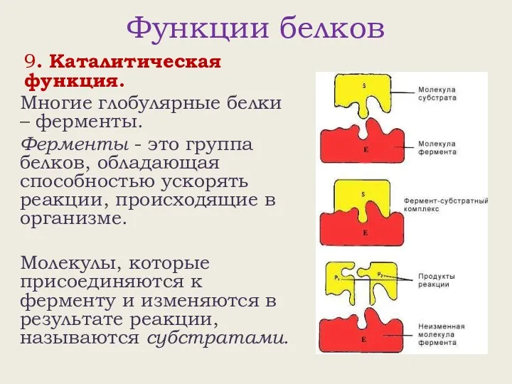 Функции белков 9. Каталитическая функция. Многие глобулярные белки – ферменты.