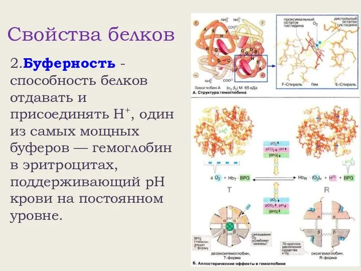 Свойства белков 2.Буферность - способность белков отдавать и присоединять Н+,