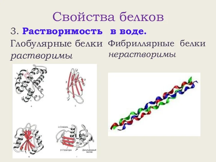 Свойства белков 3. Растворимость в воде. Глобулярные белки растворимы Фибриллярные белки нерастворимы