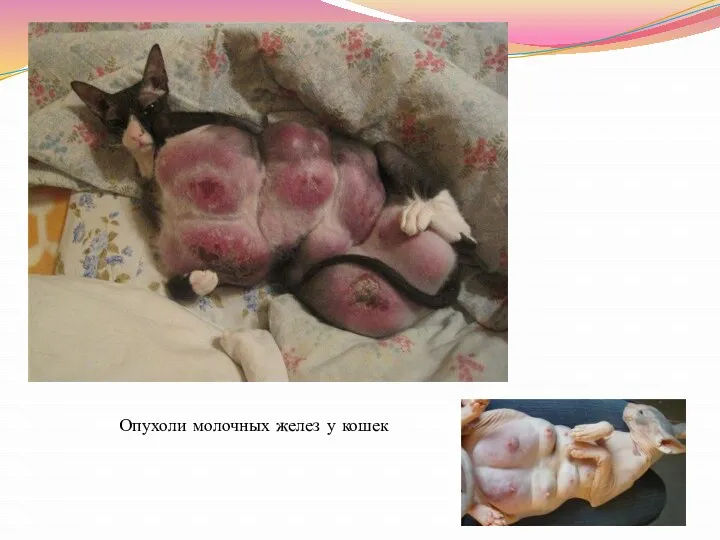 Опухоли молочных желез у кошек