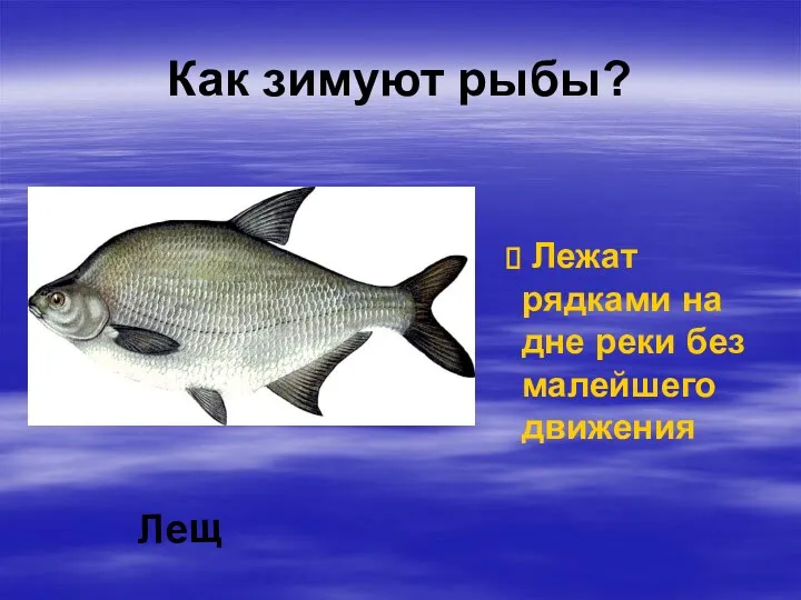 Как зимуют рыбы? Лещ Лежат рядками на дне реки без малейшего движения