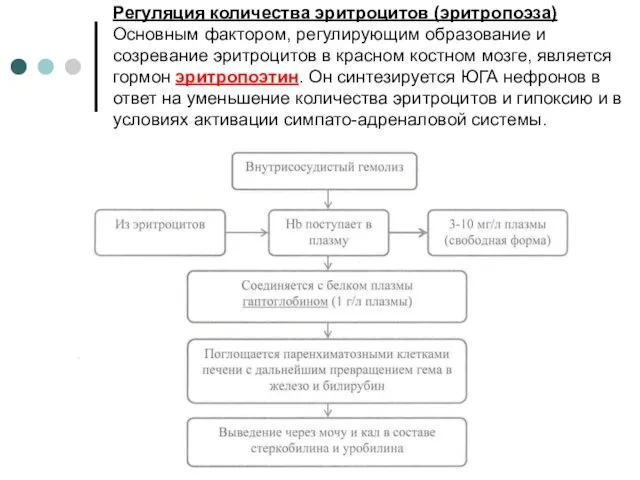 Регуляция количества эритроцитов (эритропоэза) Основным фактором, регулирующим образование и созревание