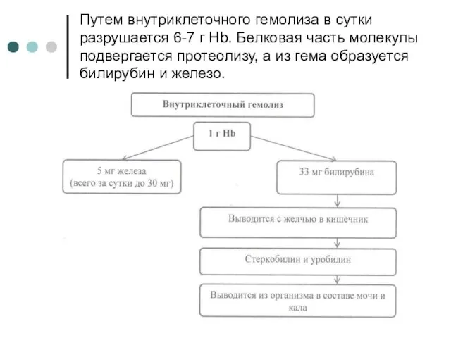 Путем внутриклеточного гемолиза в сутки разрушается 6-7 г Hb. Белковая