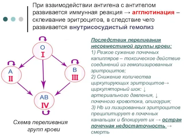 При взаимодействии антигена с антителом развивается иммунная реакция → агглютинация